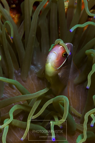 2013 PHILIPPINES - Malapascua
Poisson clown 2013 PHILIPPINES - Malapascua
Poisson clown